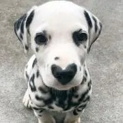 Fの画像