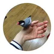 ぽんの画像