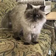 モカ