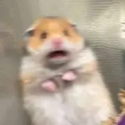 はむちゃんず