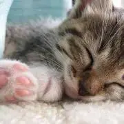 うさお