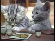 くま