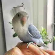 su