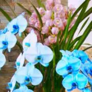茉莉花