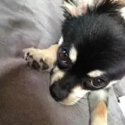 さすけ