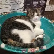 こりの画像