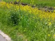 ねこ☘️24h 以内発送❤の画像