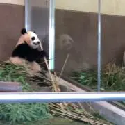ろっくの画像