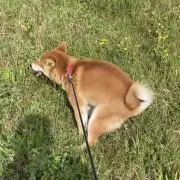 柴犬の画像