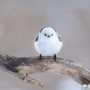 ぴか