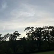 ラナの画像