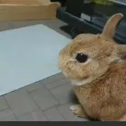 ココ