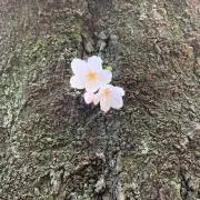 森猫の画像