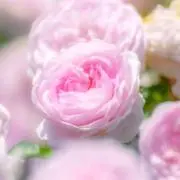 kamiyo♪