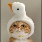 Choko