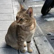 そっぽねこ 6/1から6/5発送停止の画像