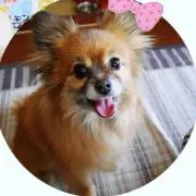 ゆきんこの画像