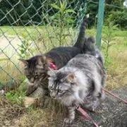 とらこなの画像