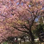 チョコレートの画像