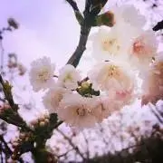 ゆきの画像