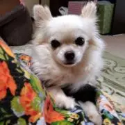 ちゃーちゃん