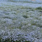 Kの画像