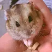 涼香