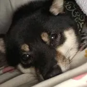 ほにの画像