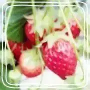 りんの画像