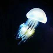 Kura9e ✱の画像