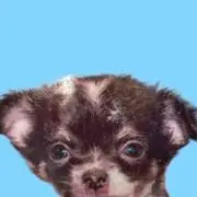 こんにちわわの画像