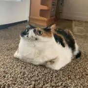 ホタルイカの画像
