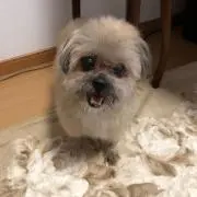 モモまゆの画像