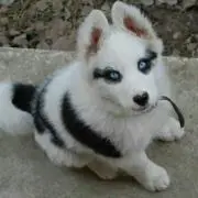 ＭＡＨＡＲＯ