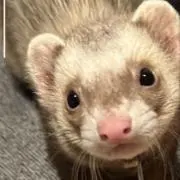 Lenteの画像