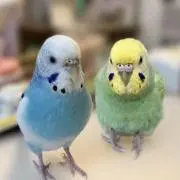ひなたろうの画像