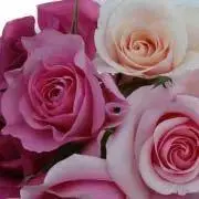 rose0808