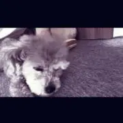 さささ。の画像