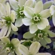hanahanaの画像