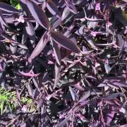 座敷の画像