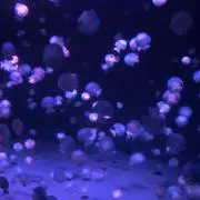 くらげ