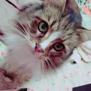 まゆおみ