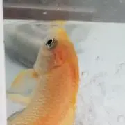 や～パパ