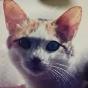ゆづの画像