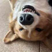 ぽんまめの画像