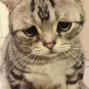 コグマ