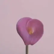myonの画像