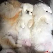 きはら