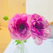 いるかの画像