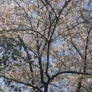KKPKの画像